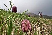 76 E reincontriamo le fritillarie  (Fritillaria meleagris) poco dopo la Baita Venturosa 